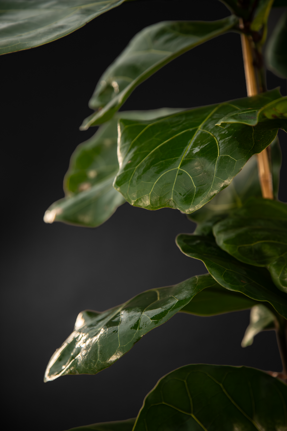 Фикус - Ficus Lyrata Trio Big