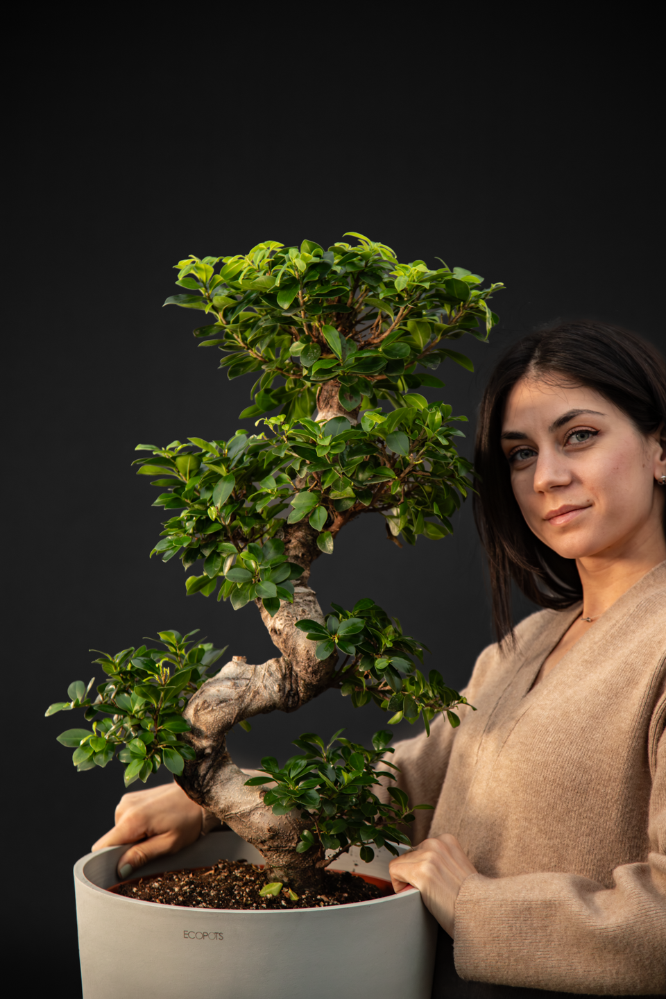 Бонсай - Ficus Ginseng Bonsai Big