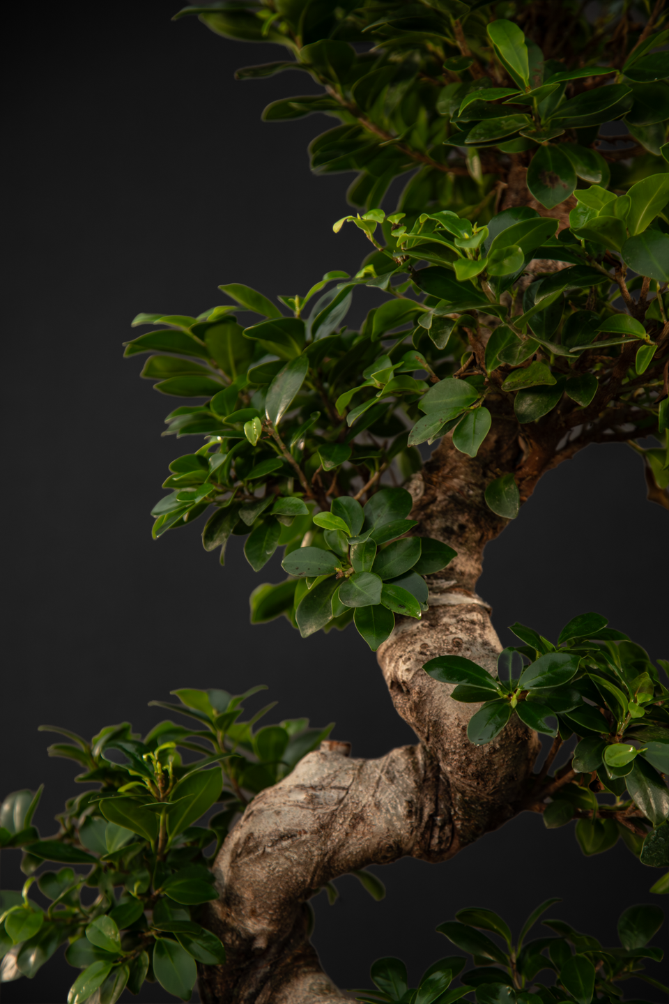 Бонсай - Ficus Ginseng Bonsai Big
