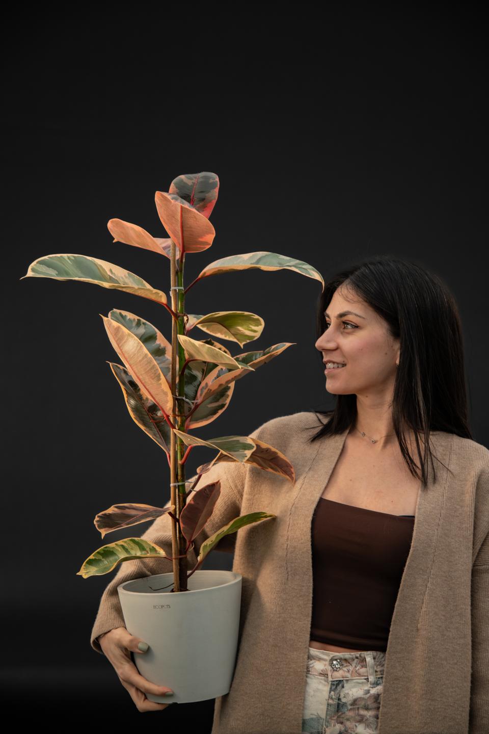 Фикус - Ficus Elastica Belize