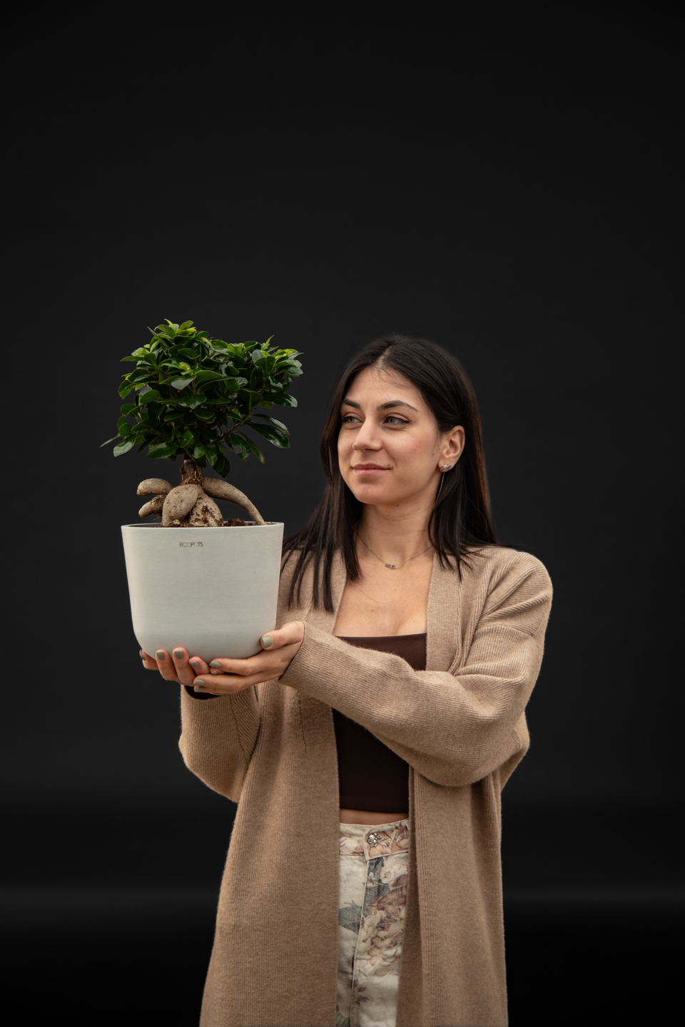 Бонсай - Ficus Ginseng Bonsai