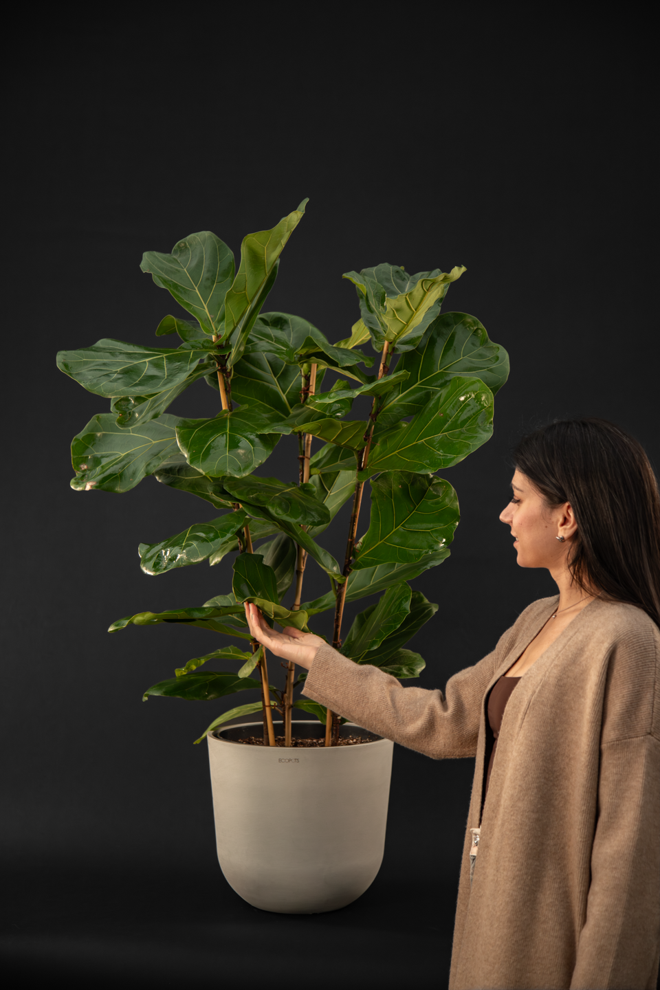 Фикус - Ficus Lyrata Trio Big