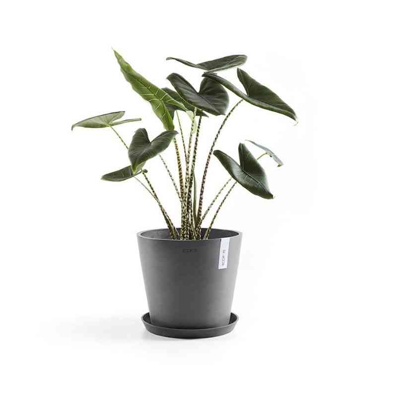 Голямо растение в сива саксия Ecopots