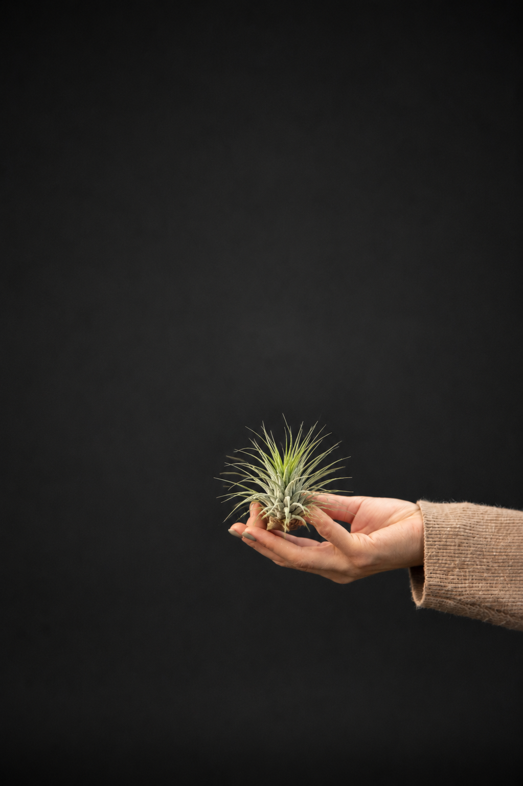 Въздушно растение - Tillandsia Ionantha