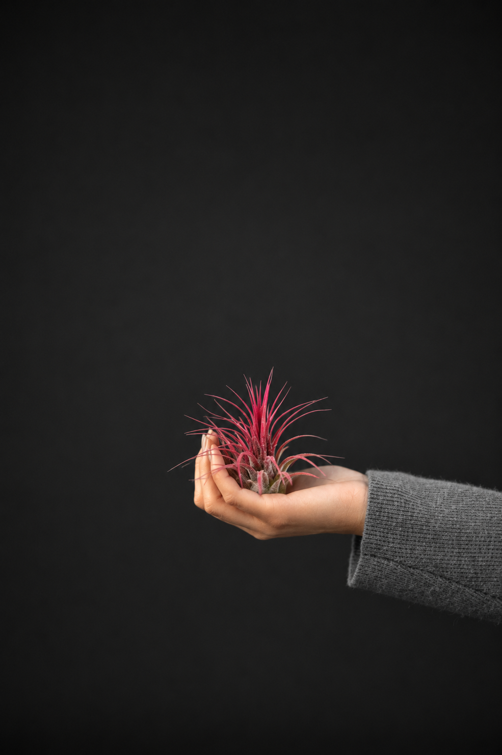 Въздушно растение - Tillandsia Ionantha Rood