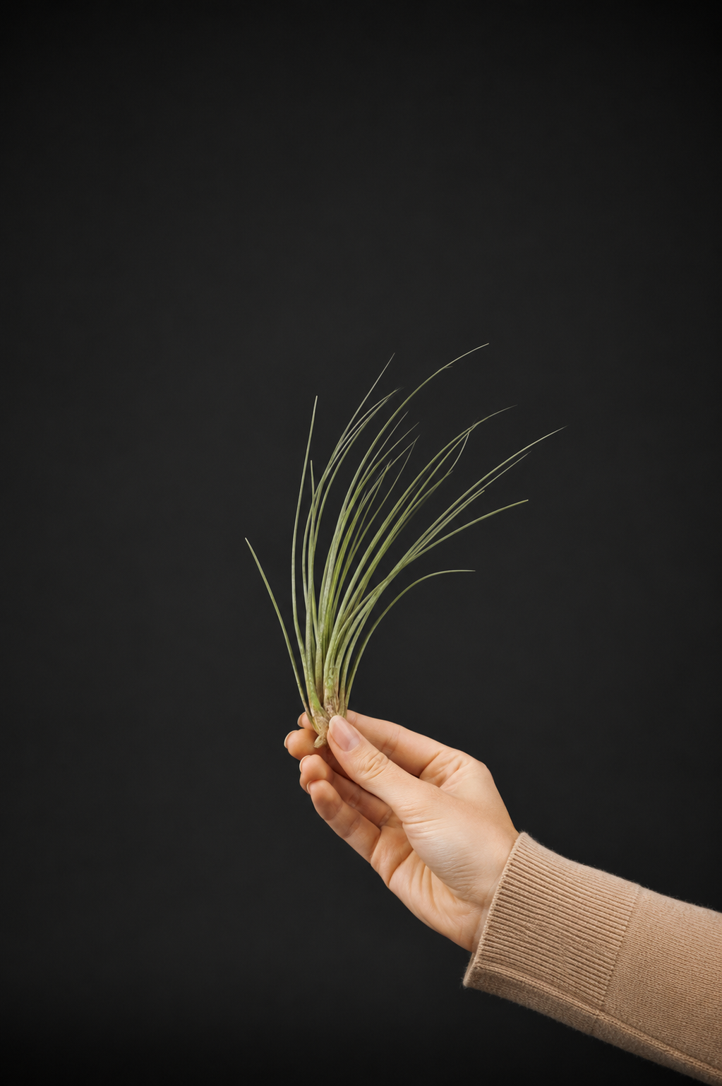Въздушно растение - Tillandsia Juncea