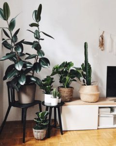 interior landscaping
