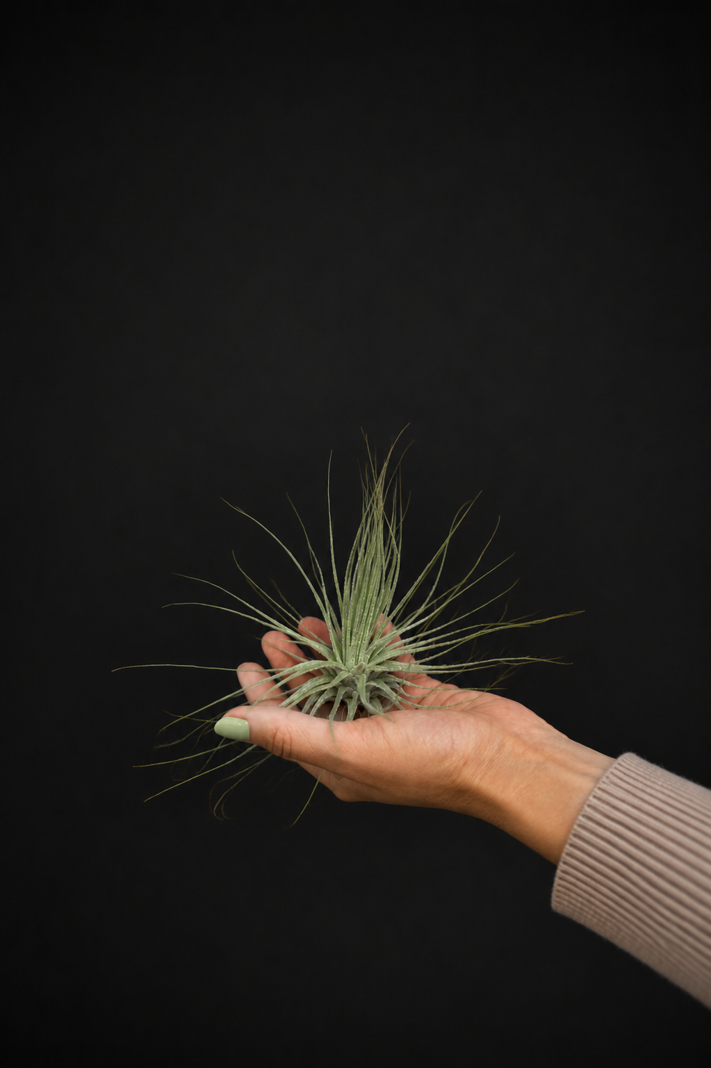 Въздушно растение - Tillandsia Magnusiana