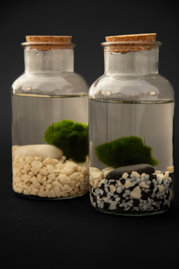 Маримо - Marimo