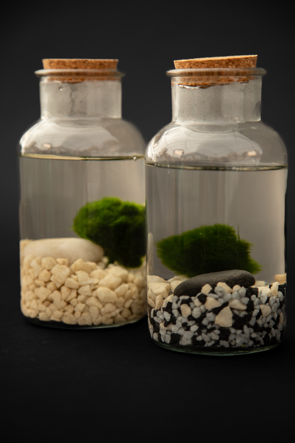 Маримо - Marimo