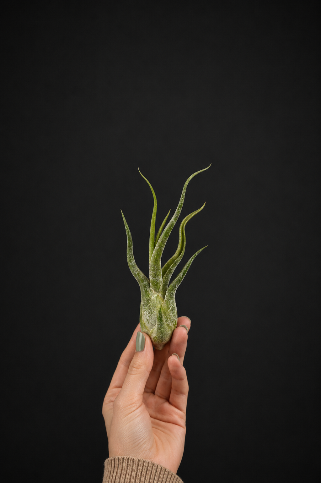 Въздушно растение - Tillandsia Medusae