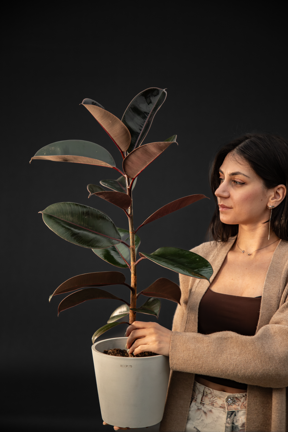 Фикус - Ficus Elastica Melany