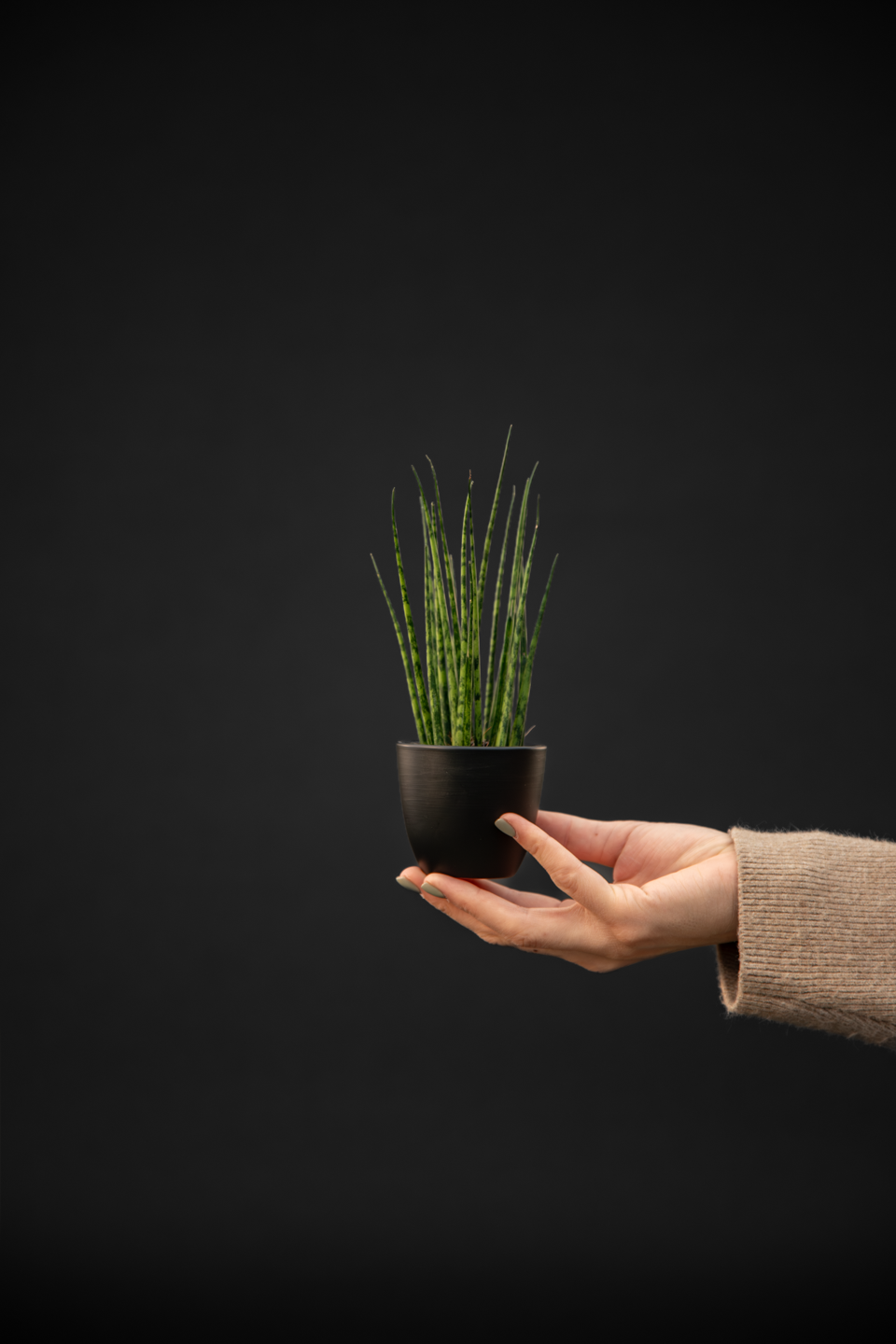 Сансевиера - Sansevieria Micado baby