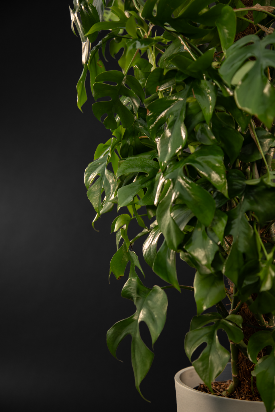 Монстера - Monstera Minima grand