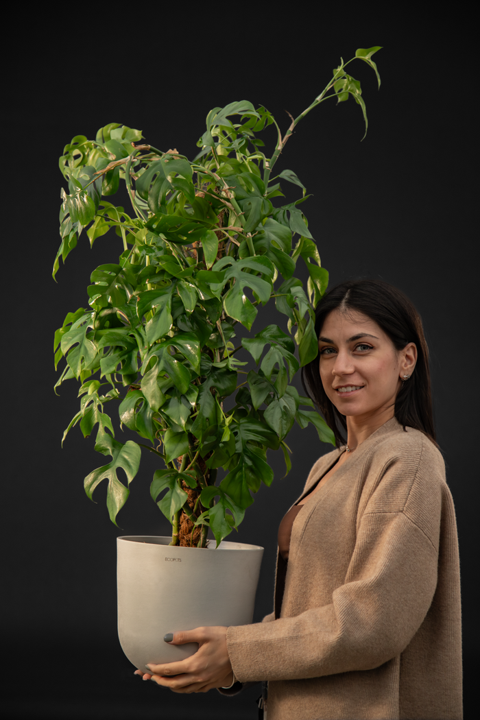 Монстера - Monstera Minima grand
