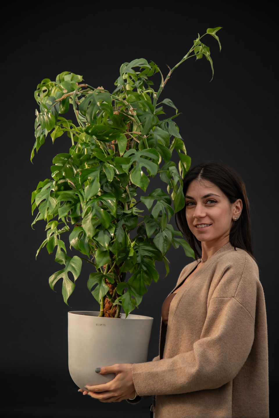 Монстера - Monstera Minima grand