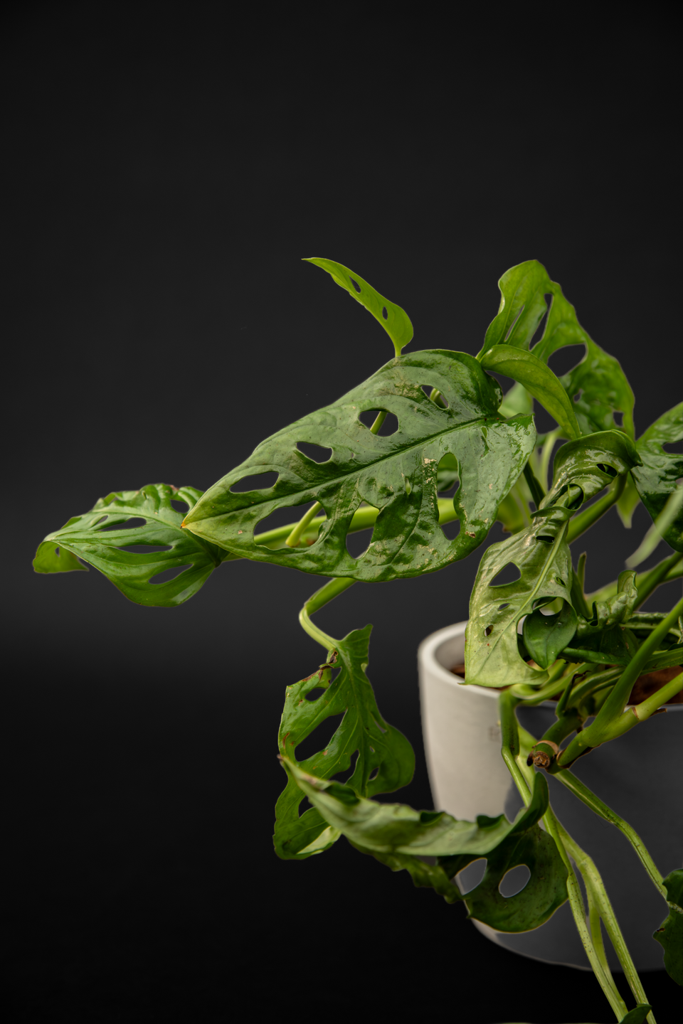 Монстера - Monstera Monkey mask
