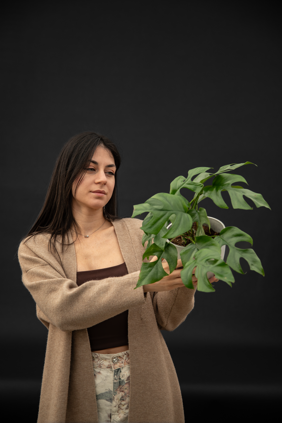 Монстера - Monstera Minima