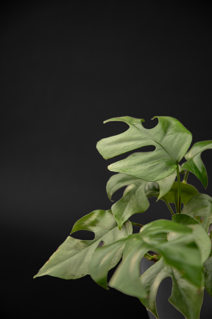 Монстера - Monstera Minima