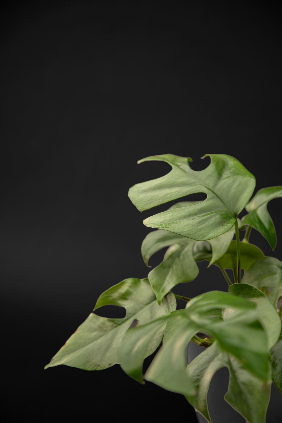 Монстера - Monstera Minima