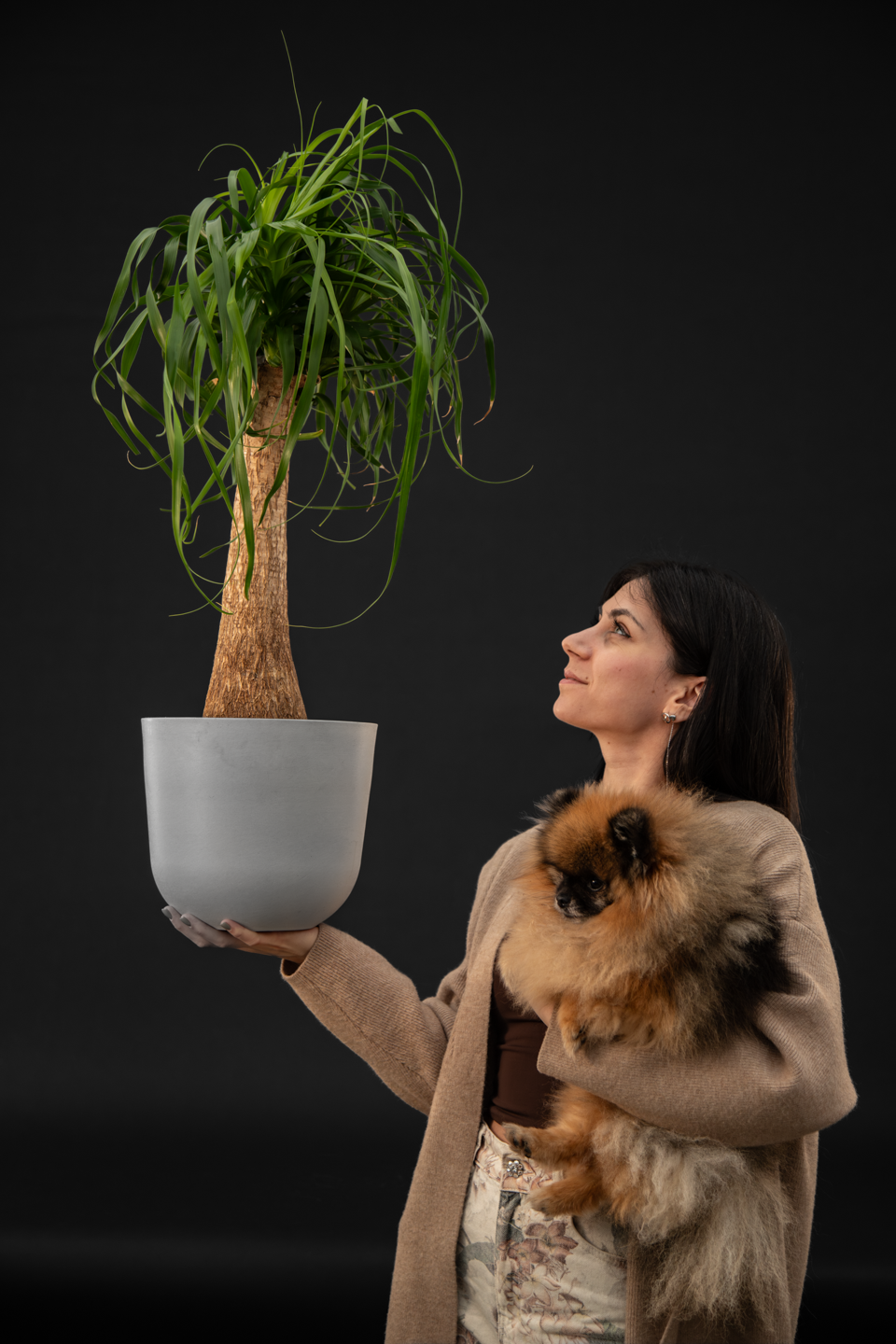Нолина - Nolina Beaucarnea Big
