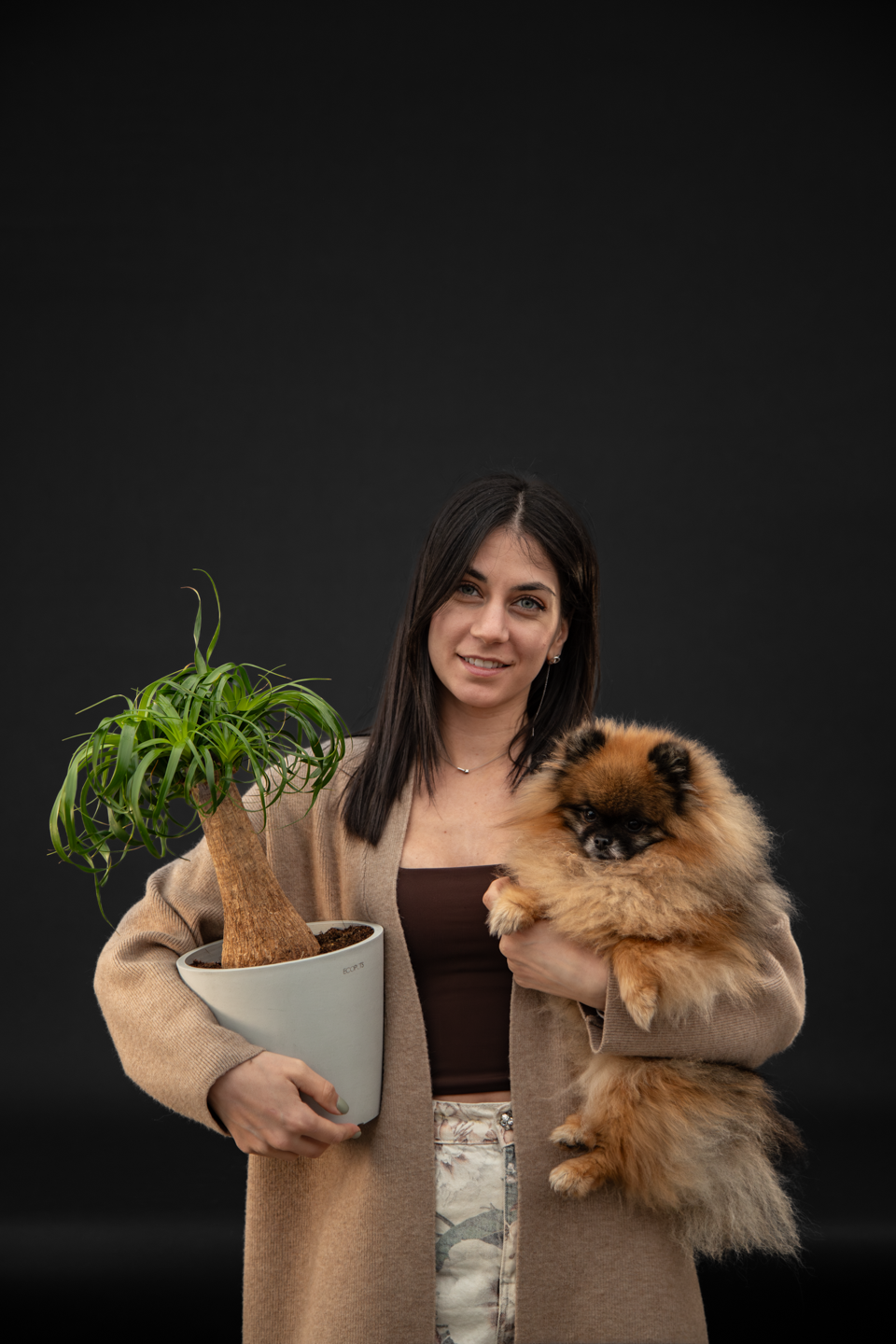 Нолина - Nolina Beaucarnea