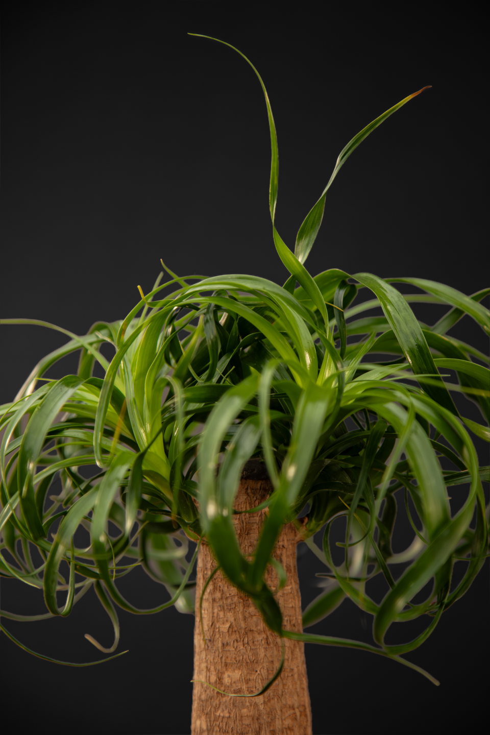 Нолина - Nolina Beaucarnea