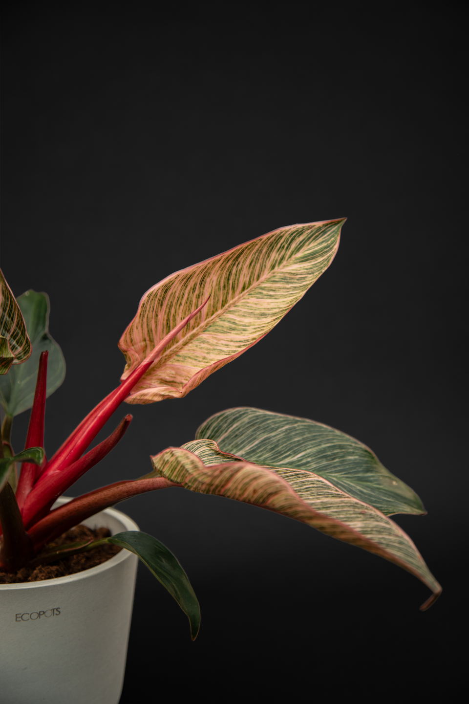 Филодендрон - Philodendron Birkin pink