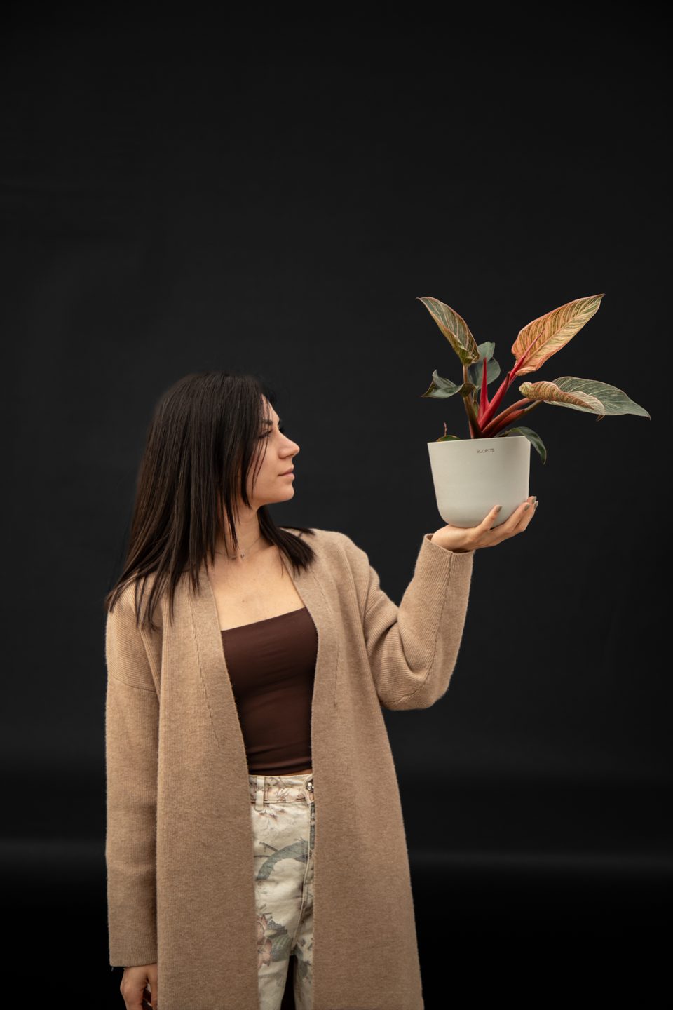 Филодендрон - Philodendron Birkin pink