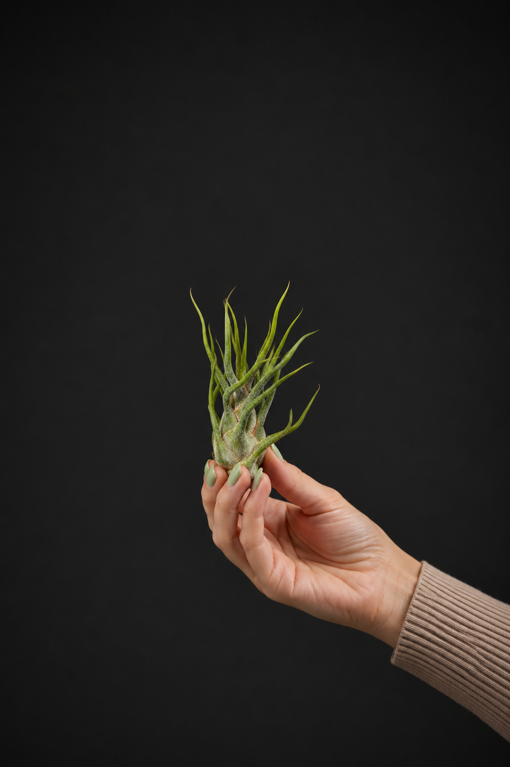 Въздушно растение - Tillandsia Pruinosa