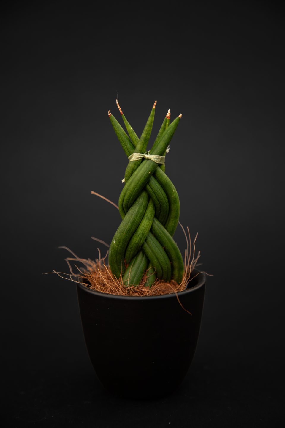 Сансевиера - Sansevieria Braided baby