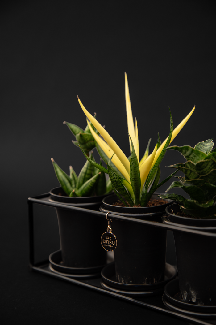 Сансевиера - Sansevieria Trio