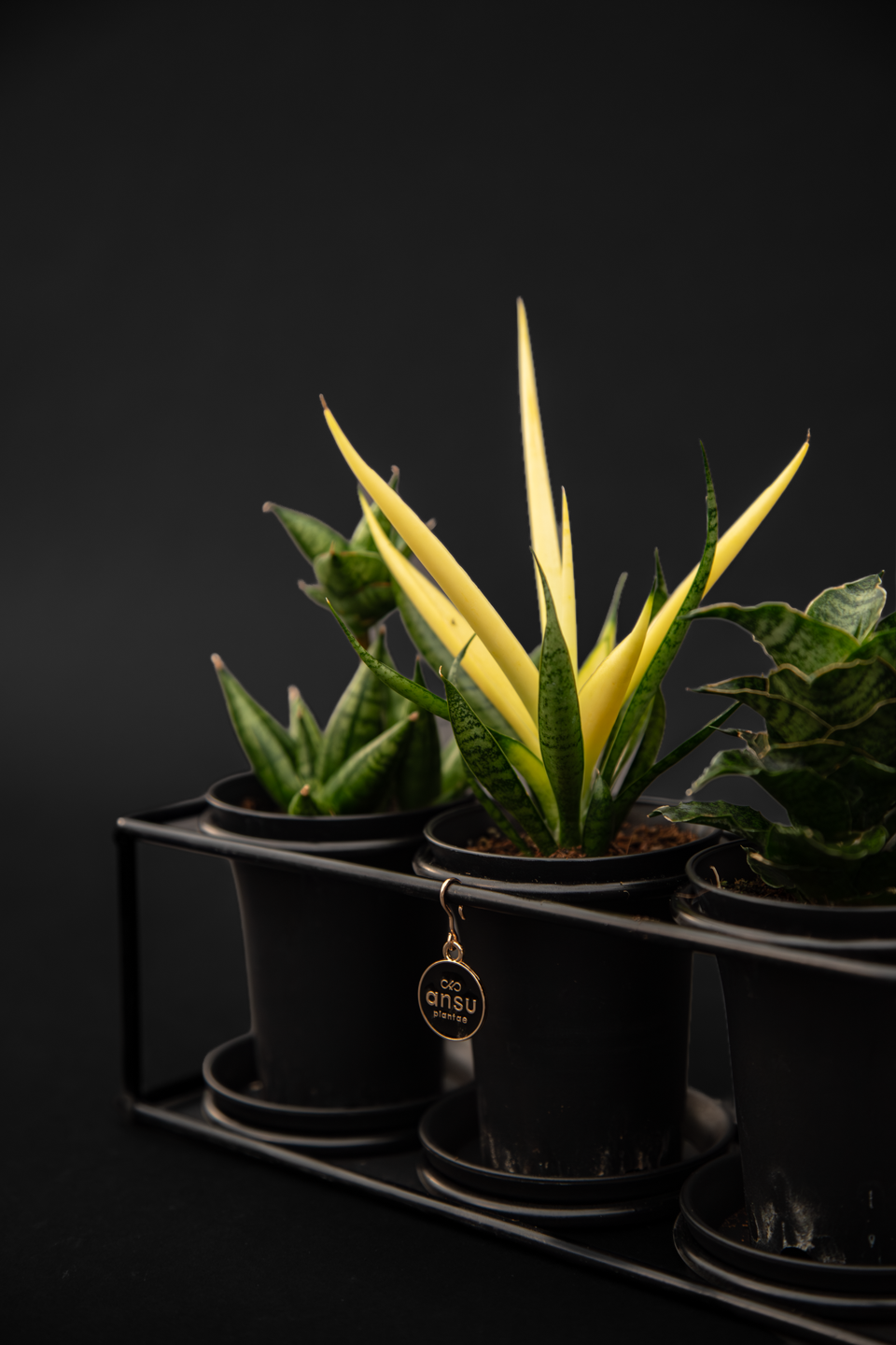 Сансевиера - Sansevieria Trio