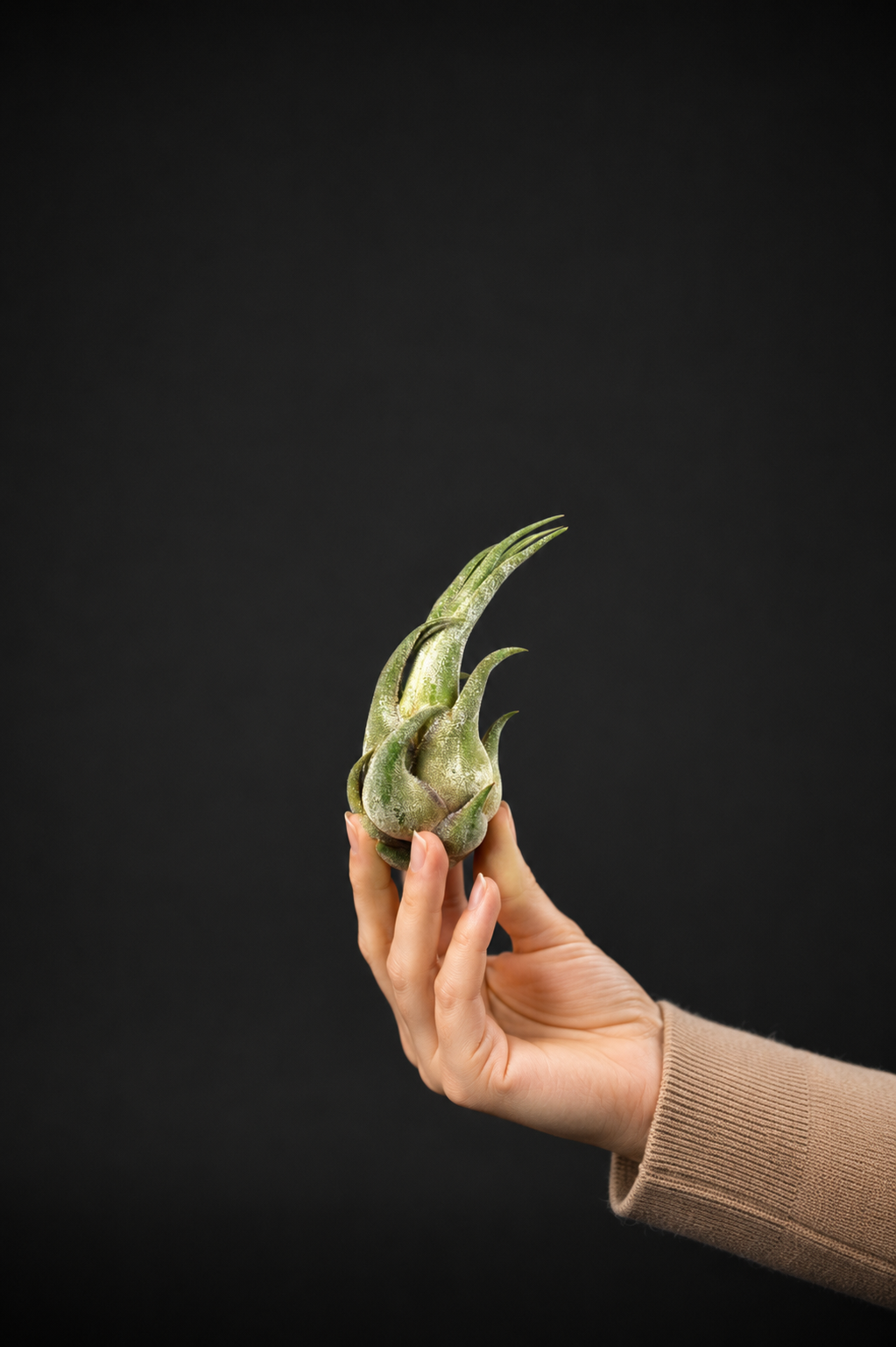 Въздушно растение - Tillandsia Seleriana