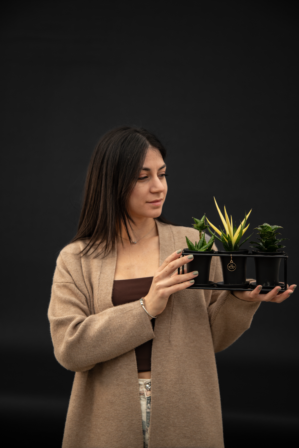 Сансевиера - Sansevieria Trio