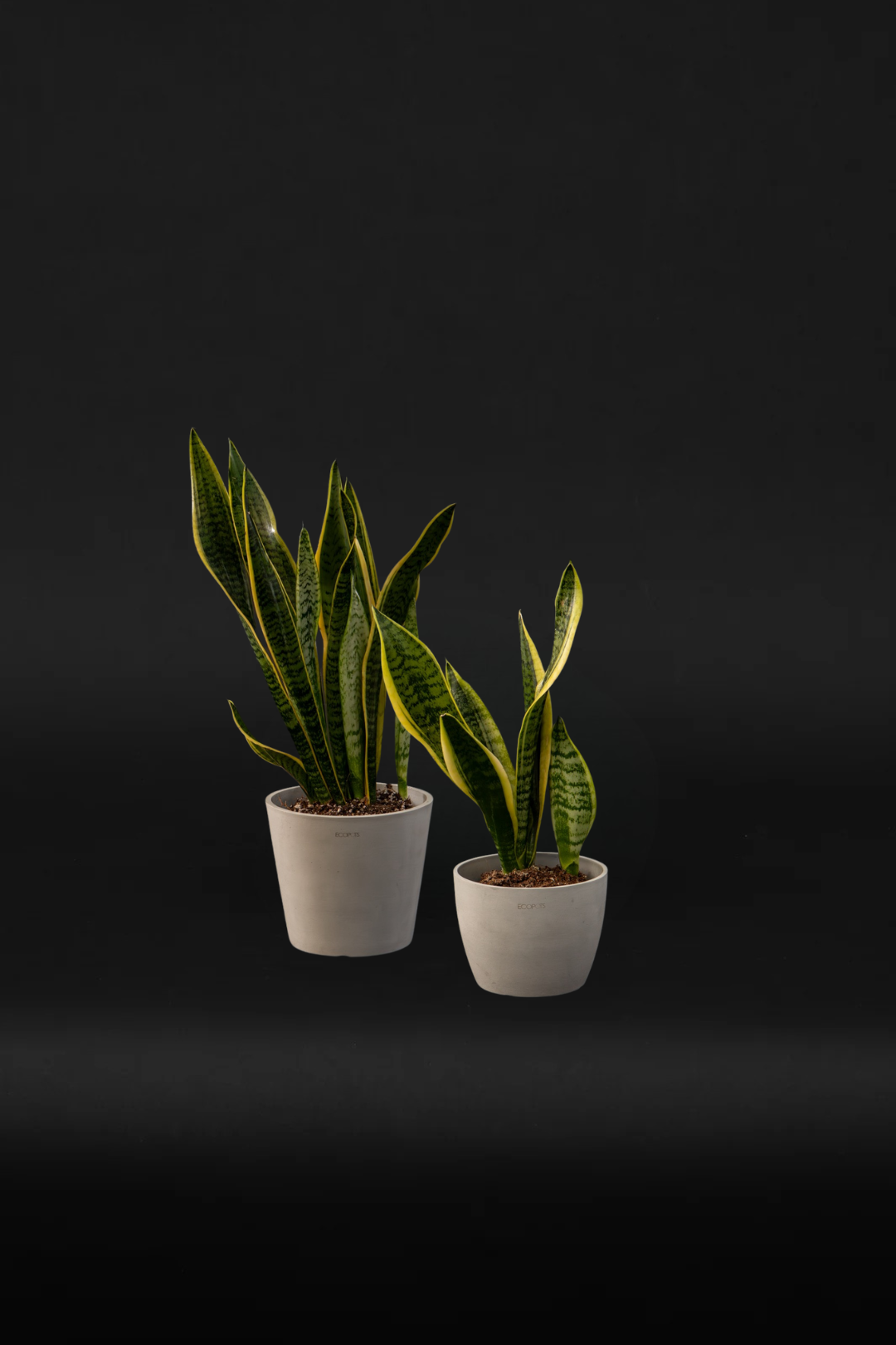 Сет Sansevieria Bedroom