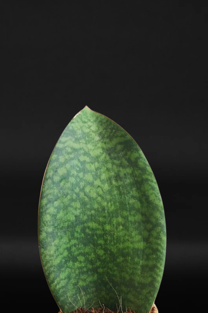 Сансевиера - Sansevieria Shark