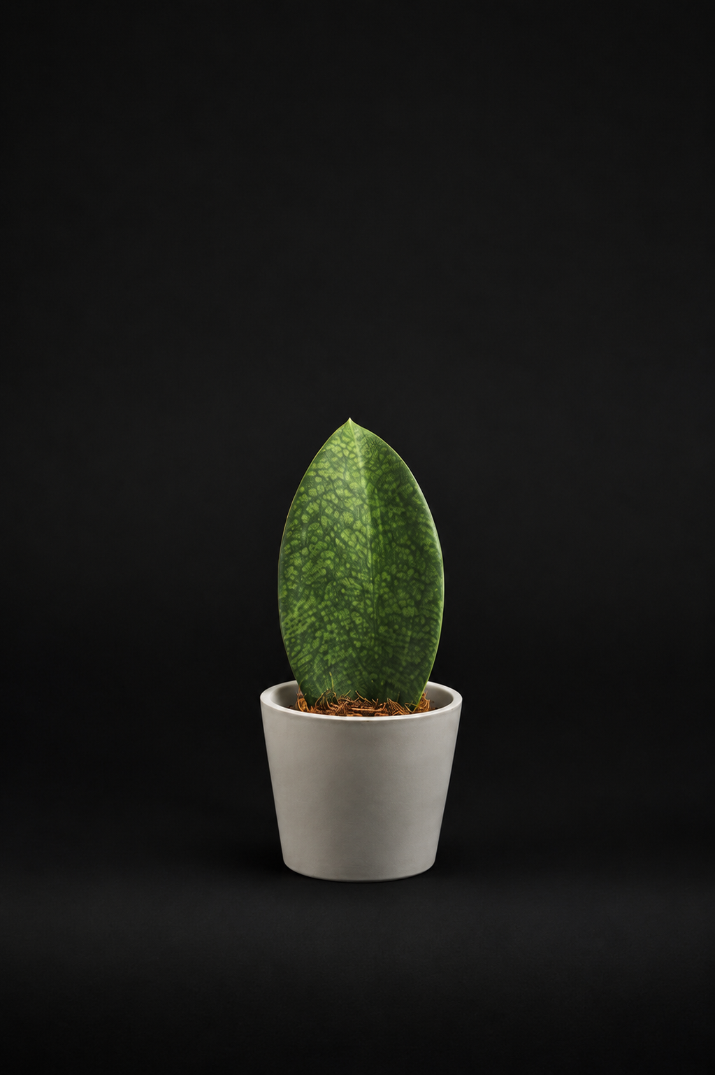 Сансевиера - Sansevieria Shark