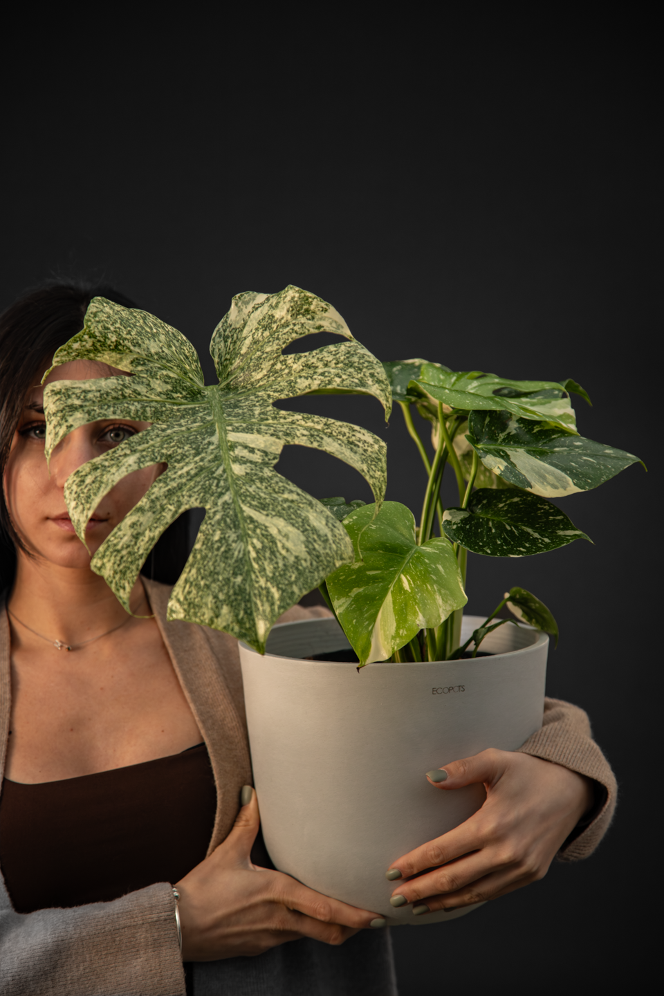 Монстера - Monstera Thai