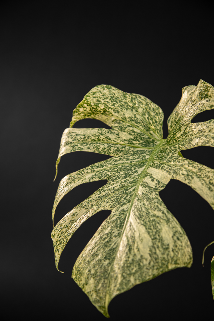 Монстера - Monstera Thai
