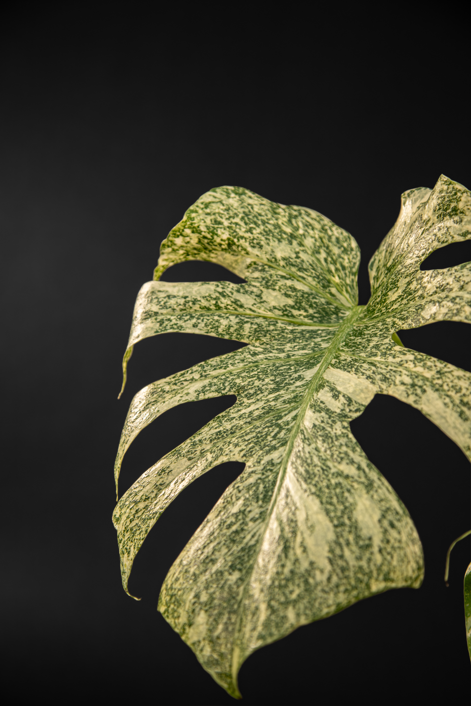 Монстера - Monstera Thai