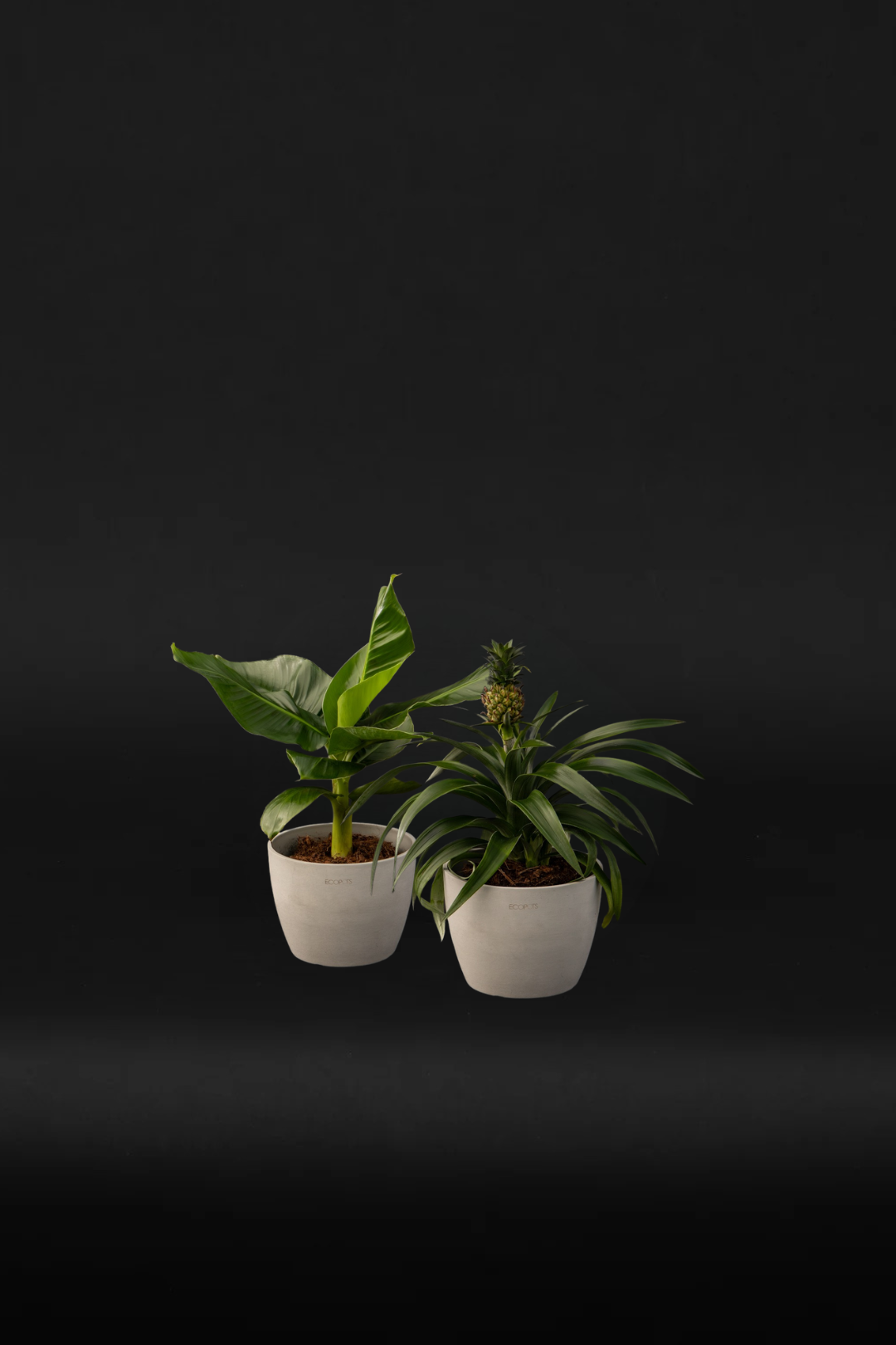 Tropical set