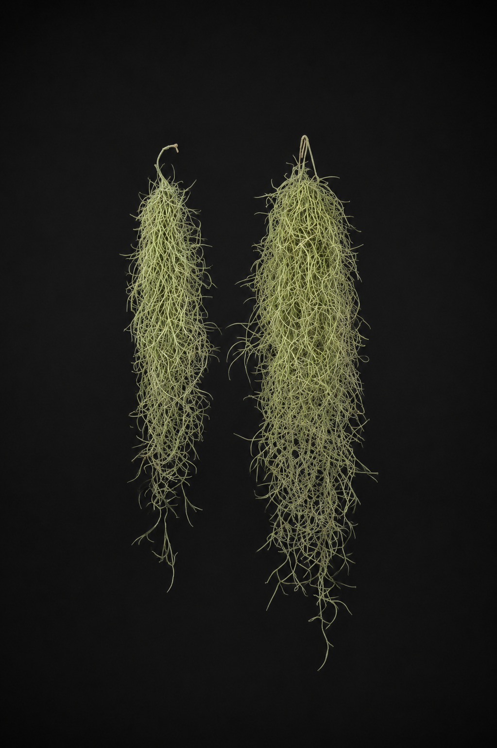 Въздушно растение - Tillandsia Usneoides