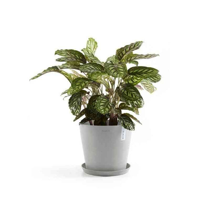 Кръгла чинийка за саксия Ecopots за стайни растения