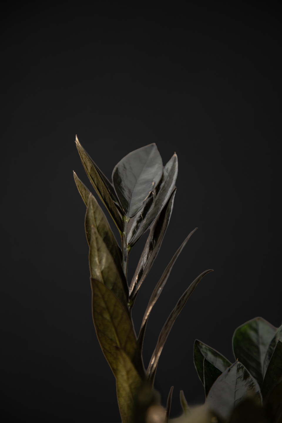 Замиокулкас - Zamioculcas Black