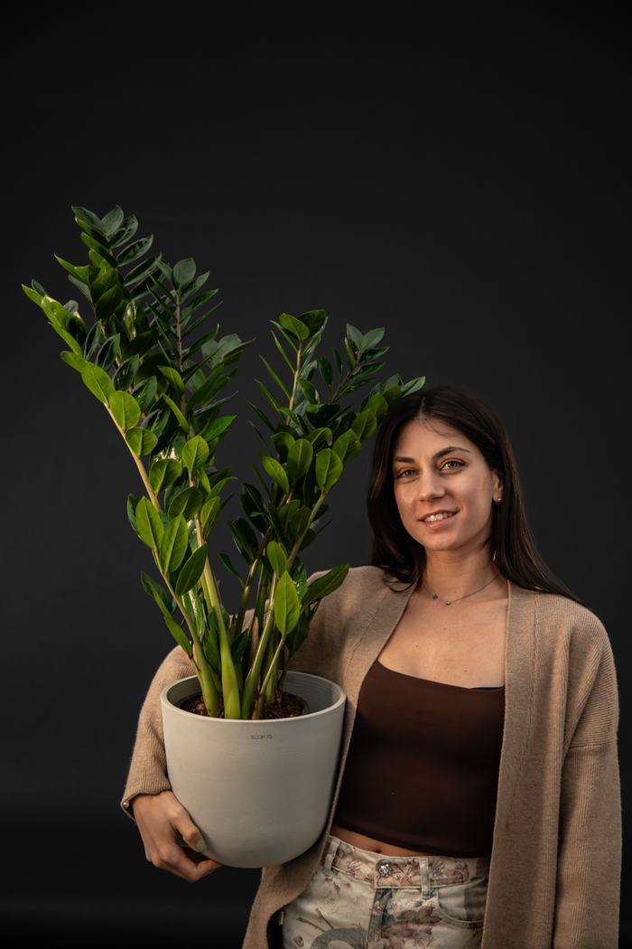 Замиокулкас - Zamioculcas Zamiiofolia grand