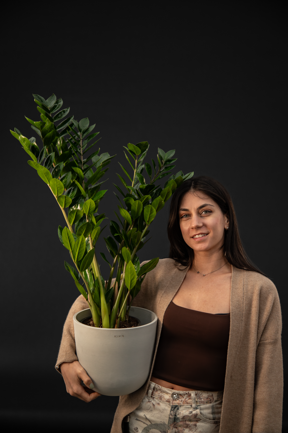 Замиокулкас - Zamioculcas Zamiiofolia grand